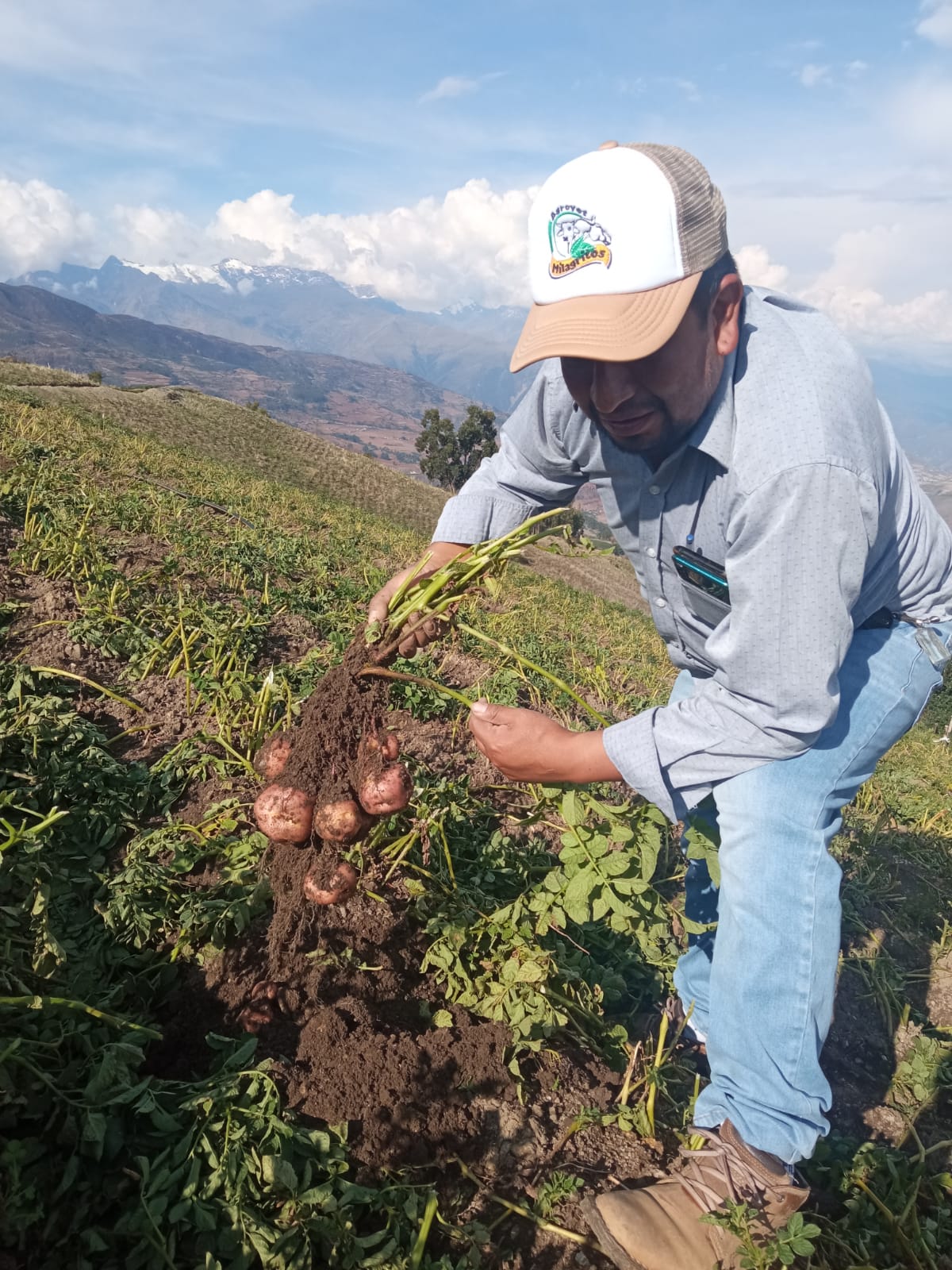 Resultado de productos Agrodiser en papas