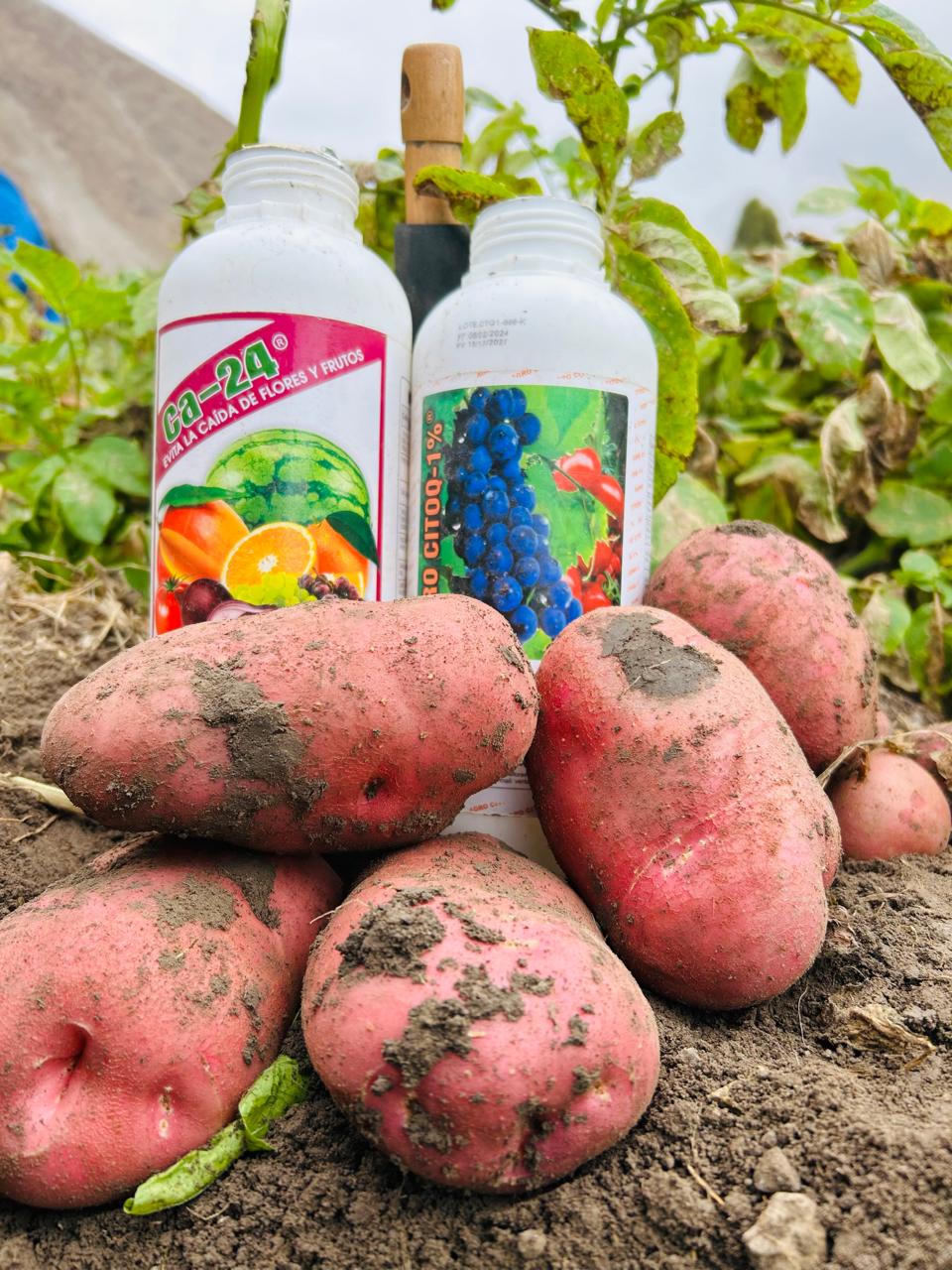 Producto Agrodiser en cultivo de frijol